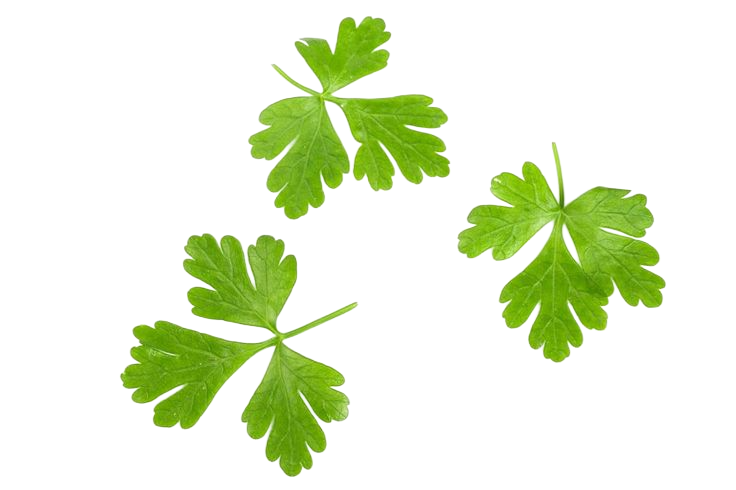 green parsley leaf isolated on white background top view featuring sprig picsart backgroundremover
